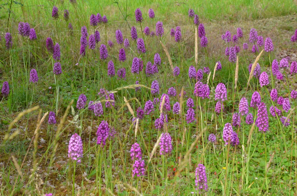 orchis pyramidal_3.JPG